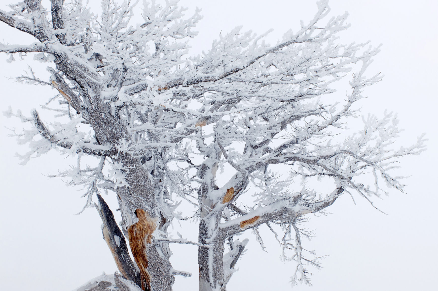 Whitebark pine tree on Teton Pass